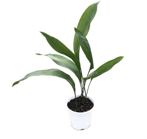 Aspidistra Elatior (Salon Yaprağı)