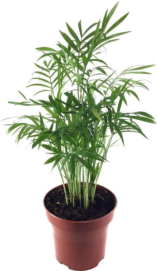 Chamaedorea Elegans (Dağ Palmiyesi)