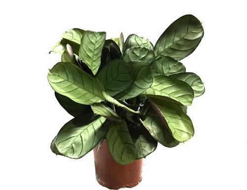 Ctenanthe Amagris (Dua Çiçeği)