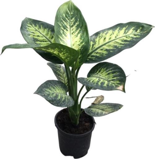 Dieffenbachia Seguine (Difenbahya Çiçeği)