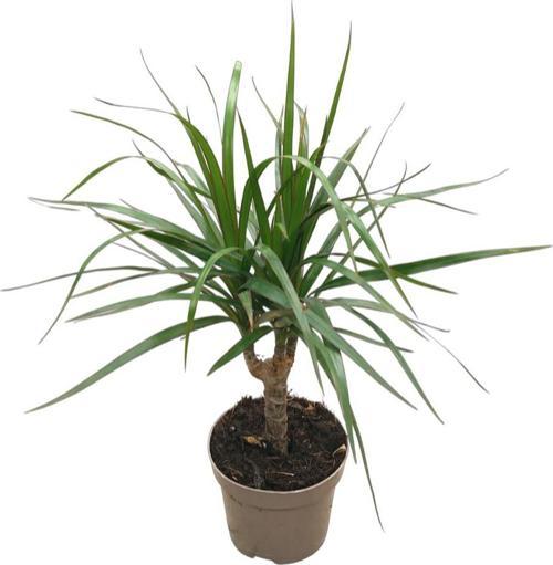 Dracaena Marginata (Dragon Ağacı)