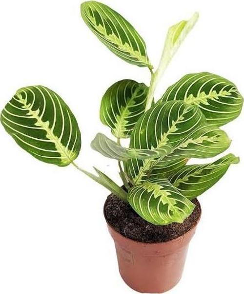 Maranta Leuconeura 'Lemon Lime' (Dua Çiçeği)