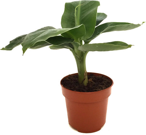 Musa Cavendishii (Muz Ağacı)