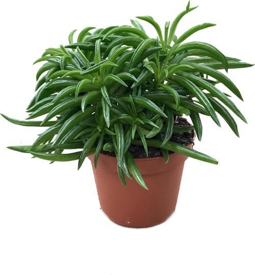 Peperomia Nivalis