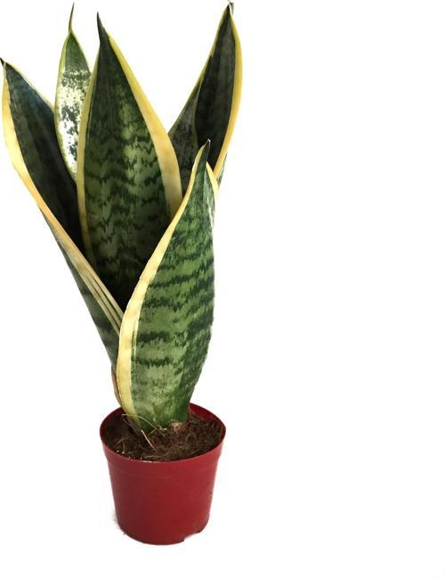Sansevieria Trifasciata (Paşa Kılıcı)