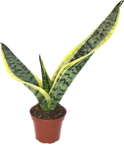 Sansevieria Trifasciata (Paşa Kılıcı)