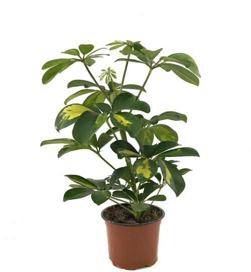 Schefflera Arboricola 'Variegata' (Şeflera Çiçeği)