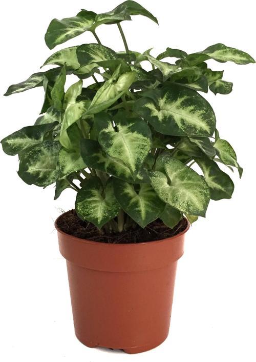 Syngonium Podophyllum 'Pixie' (Melek Kanadı Çiçeği)