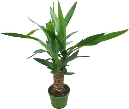 Yucca Gigantea (Yuka Çiçeği)