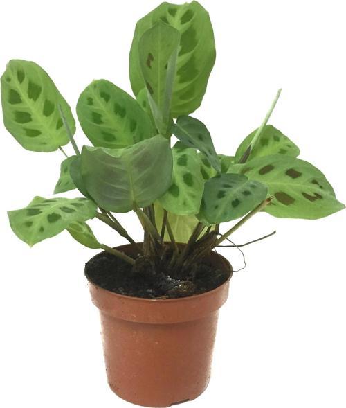Maranta Leuconeura 'Kerchoveana' (Dua Çiçeği)