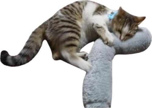 Kedi Oyuncağı Sarılma Yastığı Uyku Oyuncağı Kedi Otlu 30 Cm Peluş ( 1 Adet ) Gri