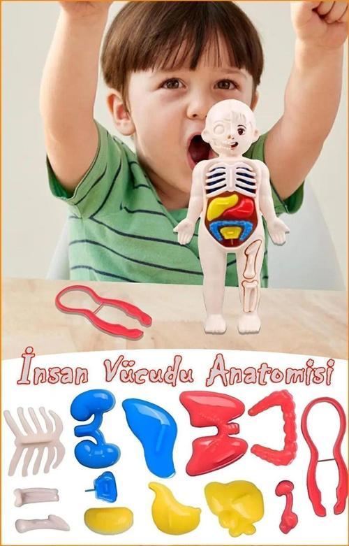 Organları Tanıtan Eğitici Bebek Oyuncak Insan Vücudu Maketi Anatomisi Iç Organlar Bulmaca Puzzle
