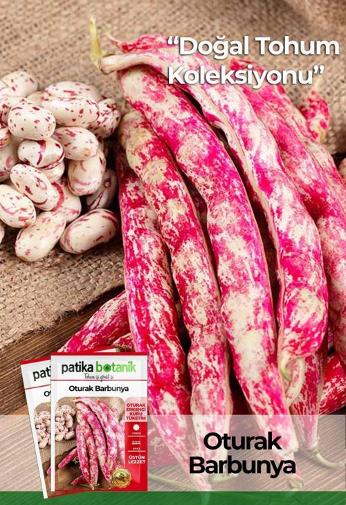 50 Adet Oturak Barbunya Tohumu (Selim)
