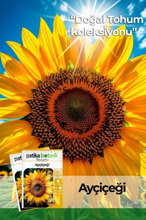 75 Adet Çerezlik Ayçiçeği Tohumu
