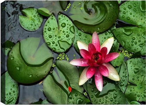 50x70 cm Çiçek Kanvas Tablo