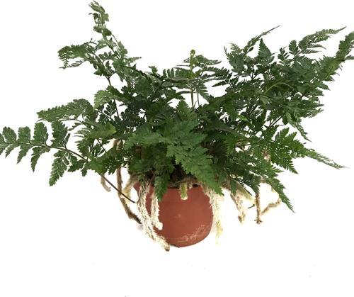 Humata Tyermanii (Eğrelti Otu)