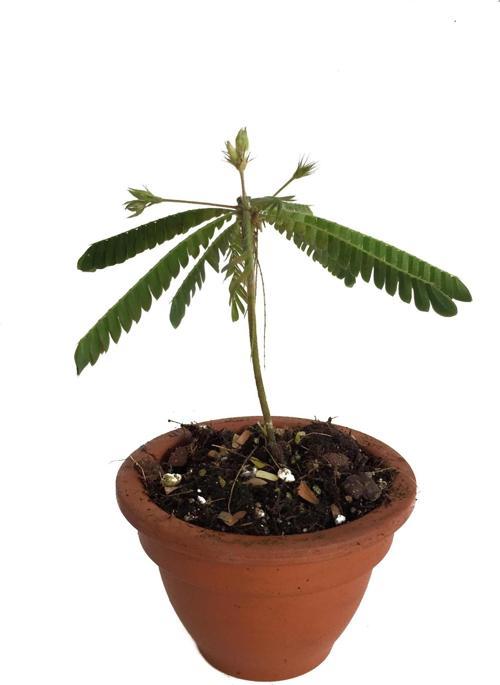 Biophytum Sensitivum