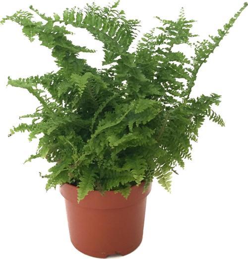 Nephrolepis Exaltata (Aşk Merdiveni)