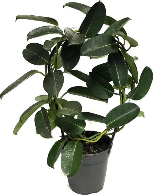 Stephanotis Floribunda (Madagaskar Yasemini)