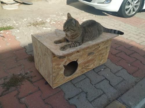 Dış Mekan Kedi evi  Kedi kulübesi Barınak Yuva Sudan Etkilenmez