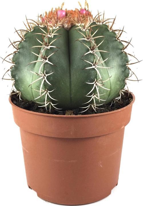 Melocactus Matanzanus (Kaktüs)
