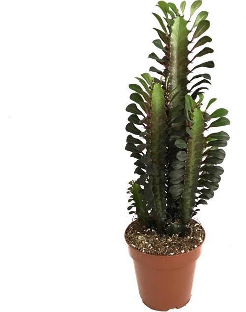 Euphorbia Trigona 'Rubra' (Süt Ağacı)