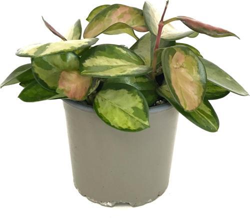 Hoya Australis ‘Lisa’ (Mum Çiçeği)