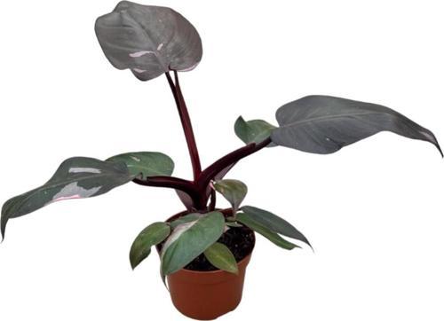 Philodendron 'Pink Princess'