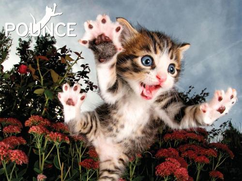 Prime 3D Kedi Pençesi Puzzle 100 Parça 10562