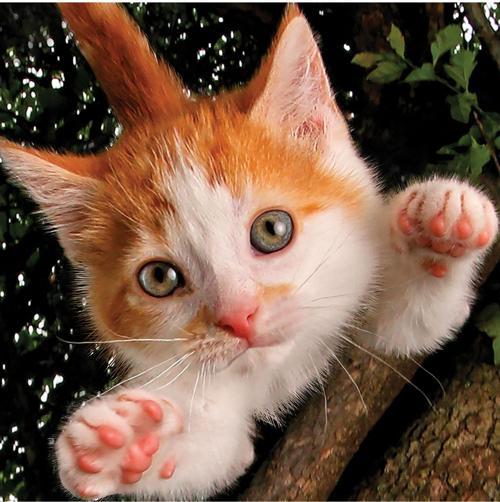Prime 3D Kedi Pençesi Puzzle 100 Parça 20524