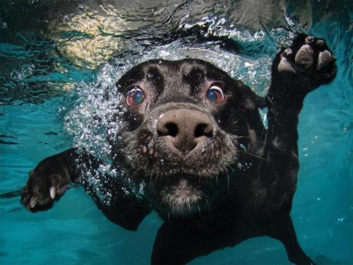 Prime 3D Su Altında Köpek Puzzle 100 Parça 20509