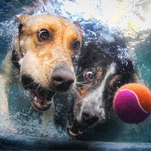 Prime 3D Su Altında Köpekler Puzzle 100 Parça 20529