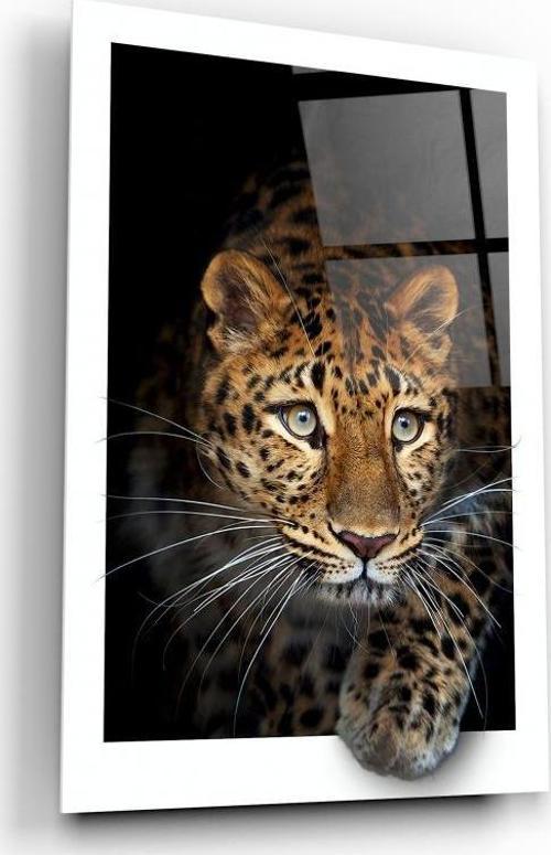 Leopar Cam Tablo | Hediyelik, Dekoratif, Ofis, Mutfak 