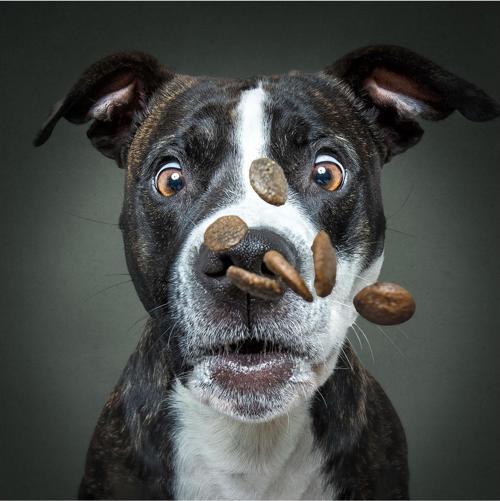 Prime 3D Vieler Fotoğraf Köpek Puzzle 100 Parça 20511