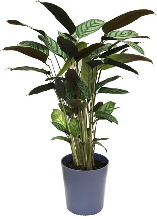 Calathea Majestica 'Exotica' (Dua Çiçeği)