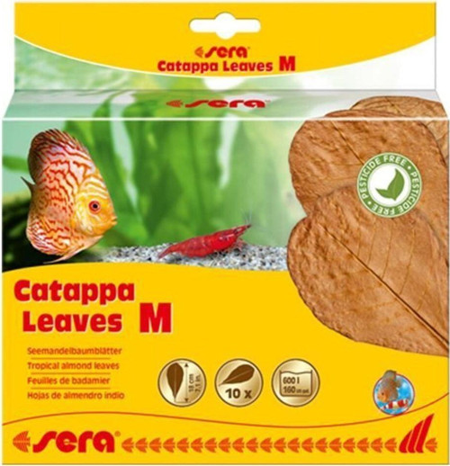 Catappa Yaprağı M 18 Cm (10 Adet)