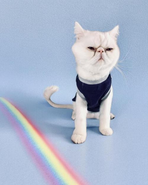 Cat Navy Sports Atlet Kedi Kıyafeti (Small / 1 - 1,5 kg )