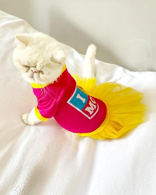 Cat PINK Love Mom Tütülü Kedi Elbisesi Medium / 4 - 5 kg