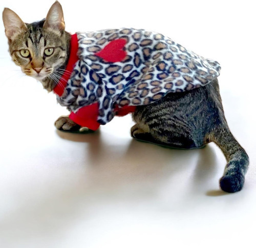 Animal Leo Print Sweat Kedi Süeteri Kedi Kıyafeti