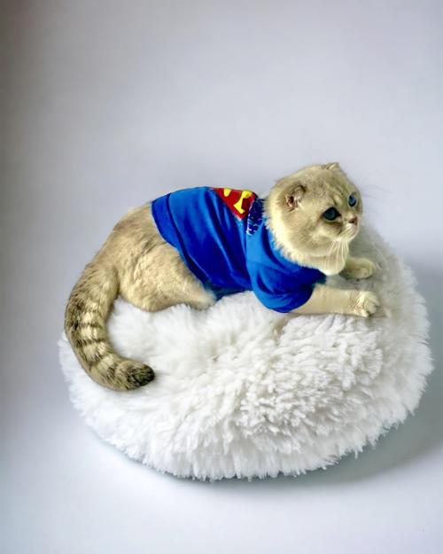 Cat Superman Kedi Tişört (XSmall 1,5 - 2,5 Kg için)