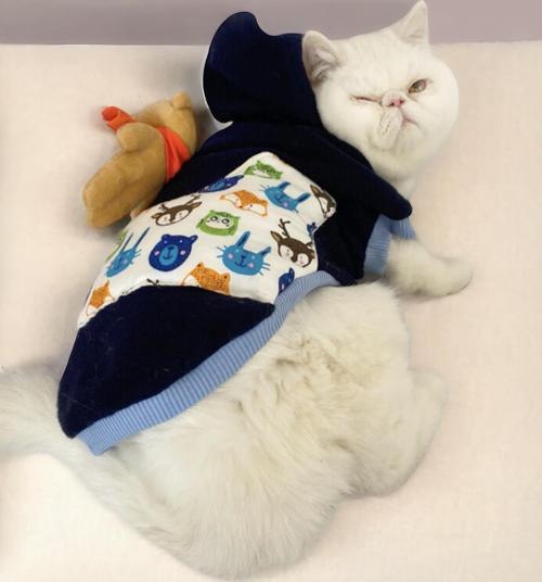 Cat Teddy Roo Kapşonlu Kedi Sweatshirt  (Medium 2 - 3 Kg ) 