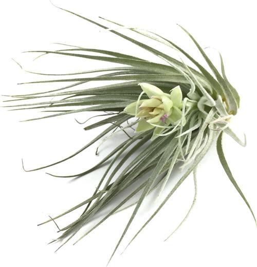 Tillandsia Stricta (Hava Bitkisi)