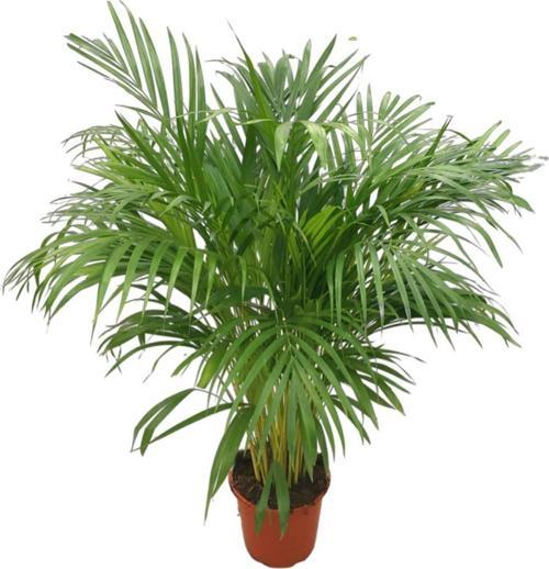 Dypsis Lutescens (Areka Palmiyesi)