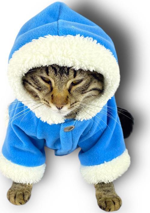 Blue Furry Kapşonlu Sweatshirt Ceket Kedi Süeteri Kıyafeti 