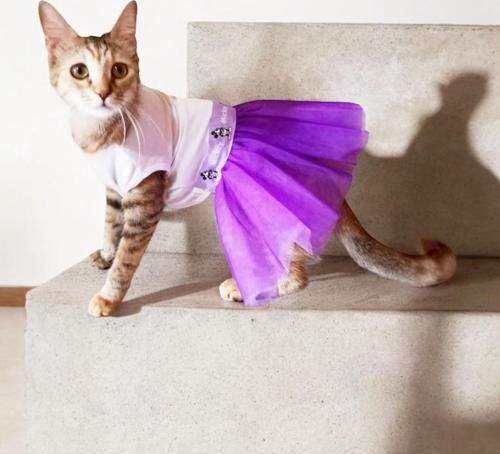 Eflatun Sevimli Fare Tütülü Kedi Elbisesi, Kıyafeti Tutu