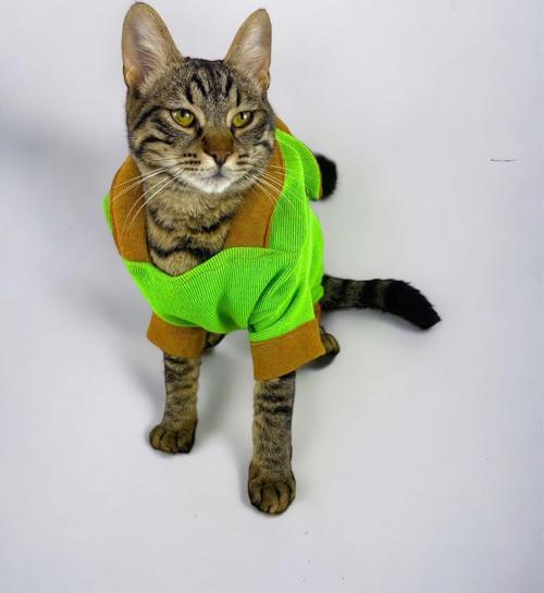 Froggy Kulaklı Duo Kedi Tulumu,Kıyafeti
