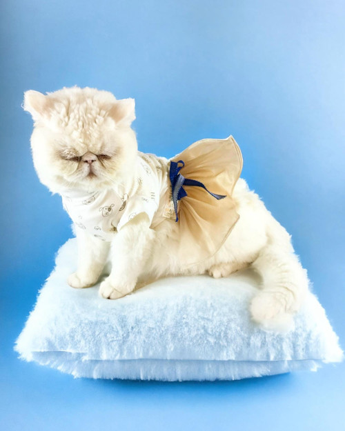 Cat Creamy Navy Tütülü Kedi Elbisesi (Large / 3,5 - 4,5 kg )