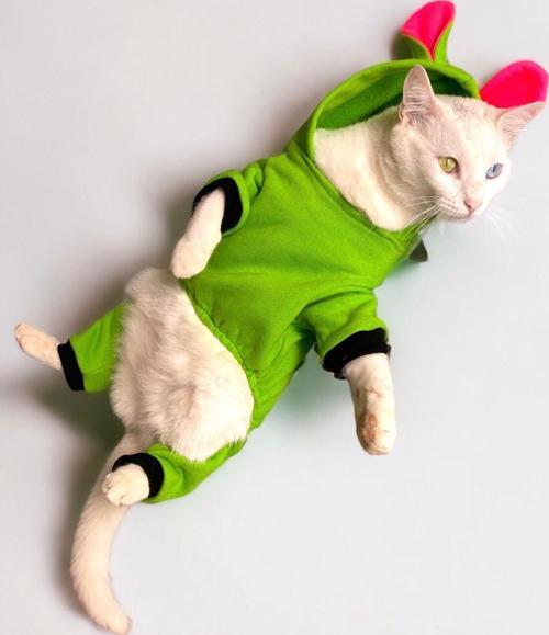 Shipy Pink Stripe Duo Kulaklı Kedi Tulumu,Kıyafeti