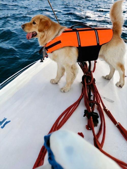 Köpek Can Yeleği, Köpekler için Reflektörlü Yüzme Yardımcısı
