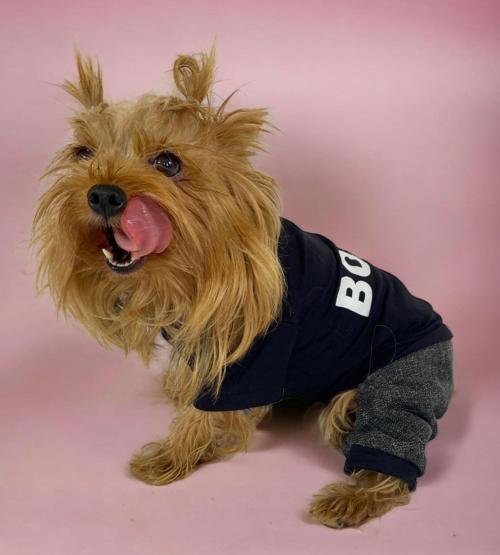 Chique Boss Tulum Köpek Kıyafeti